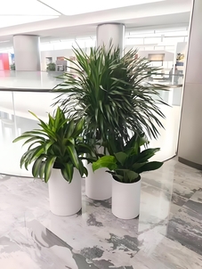 宁波杭州湾花木出租专业